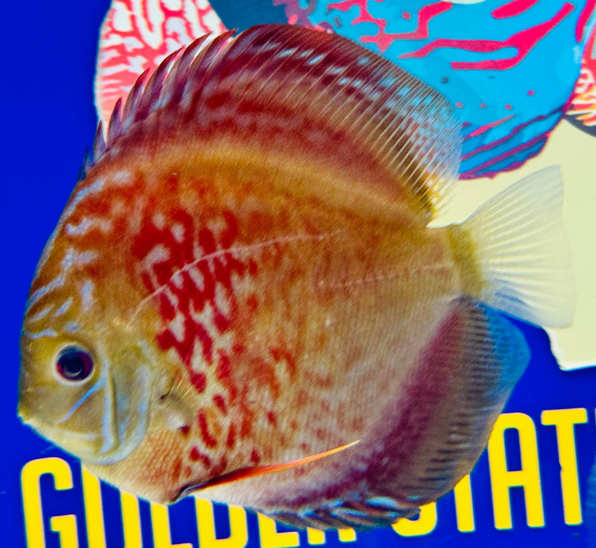 Wild Cross Discus 5-5.5"