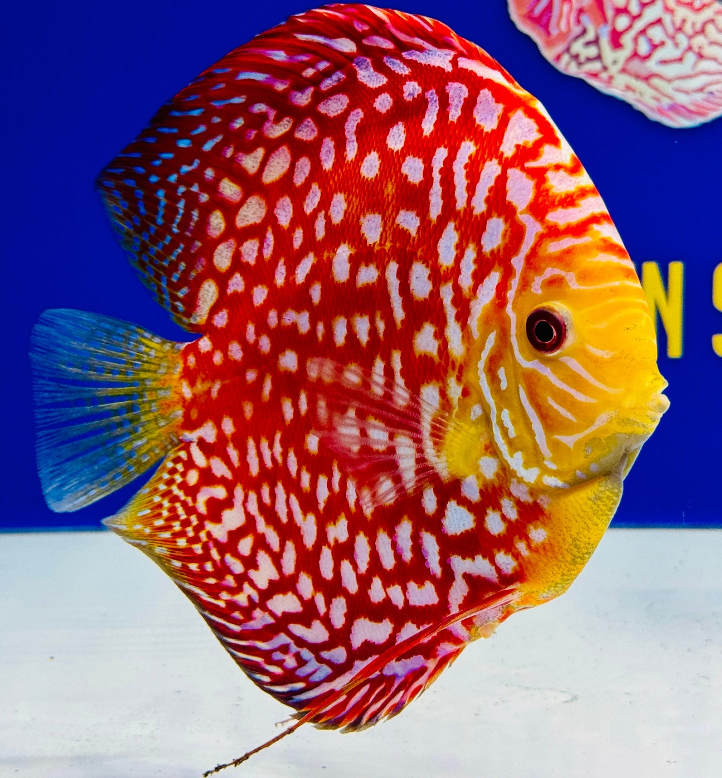 Pigeon Checkerboard Jumbo Premium Discus 6.5-7.5” (WYSIWYG)