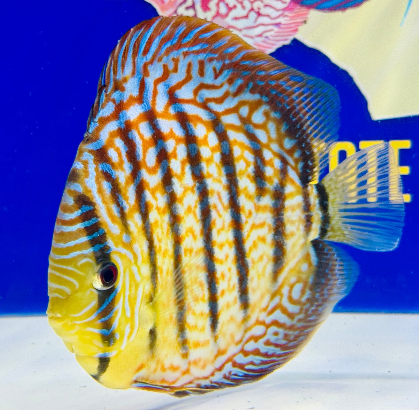 Maze Spotted KL Jumbo Premium Discus 6.5-7"