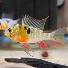 Bolivian Ram
