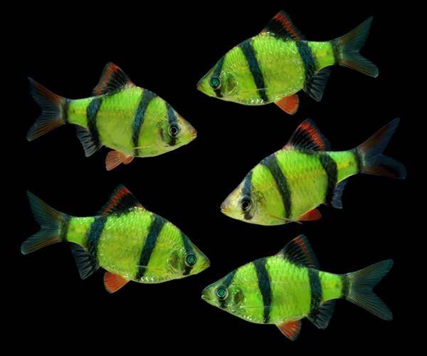 ELECTRIC GREEN GLO BARB