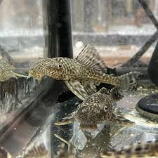 Bristlenose Pleco