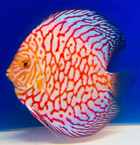 Majestic Pigeon Checkerboard Discus 5-5.5"