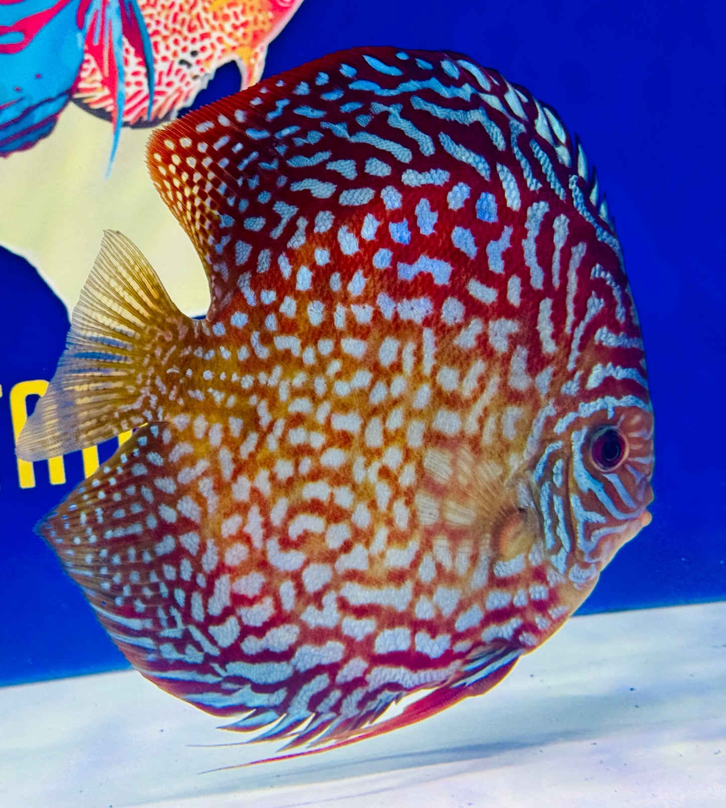 Starlight Galaxy Jumbo Premium Discus 6.5-7"