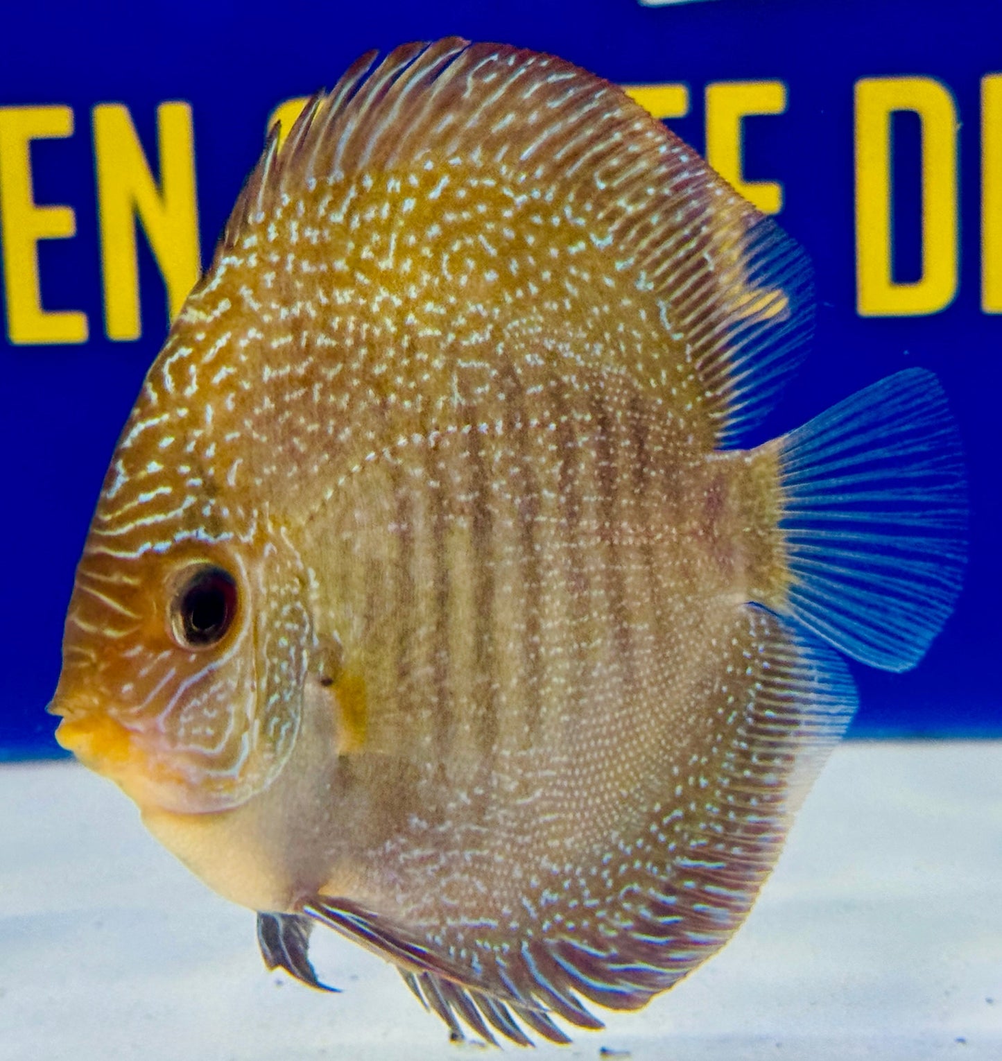 Red Scarlet Snakeskin Discus 4-4.5"