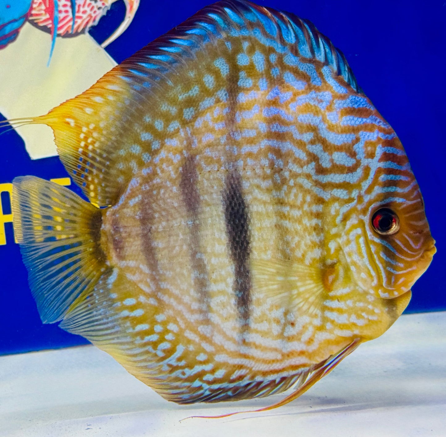 Royal Turquoise Heckel Cross Extra Jumbo Premium discus 7-8"