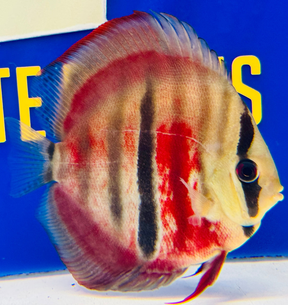 Ica Red Solid KL Discus 4.5-5"