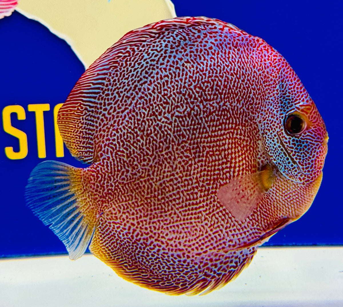 Panthera Premium Discus 6-6.5"