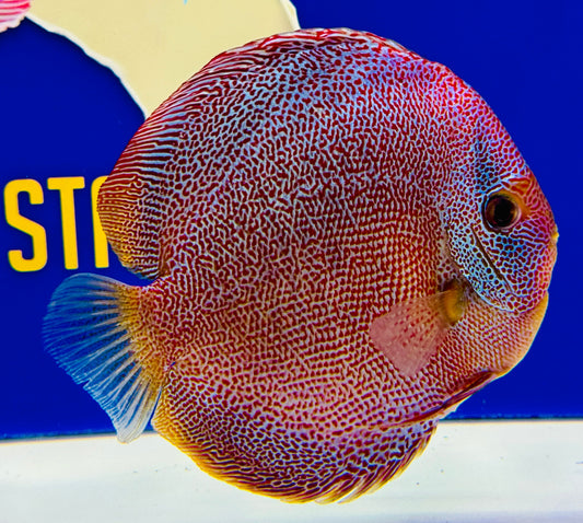Panthera Premium Discus 6-6.5"