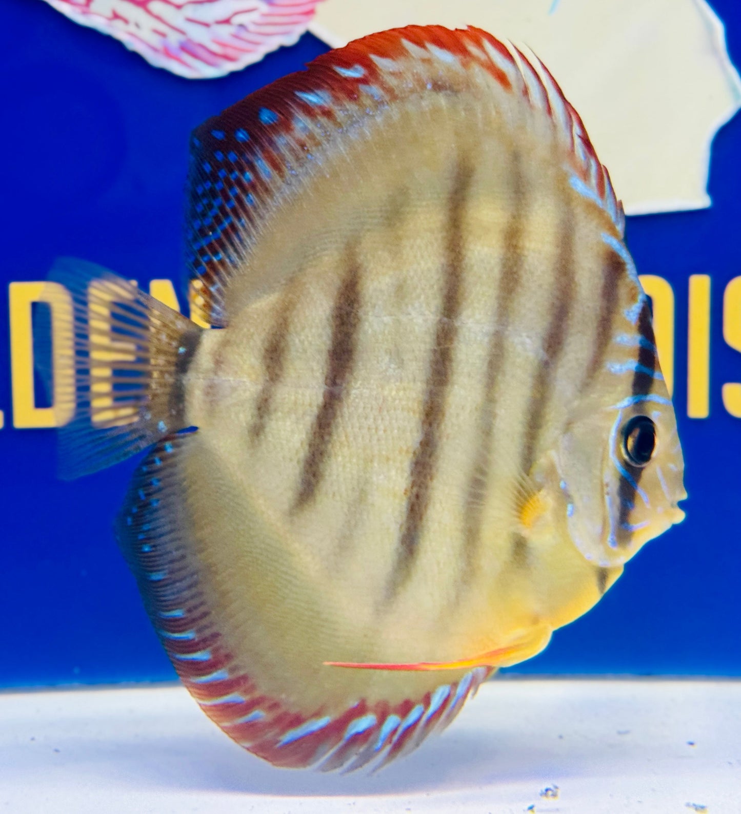Paraconi Heckel Cross KL Discus 5-5.5” (WYSIWYG)
