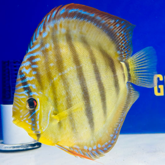 Wild Cross Yellow Paraconi Premium Discus 6.5-7.5” (WYSIWYG)