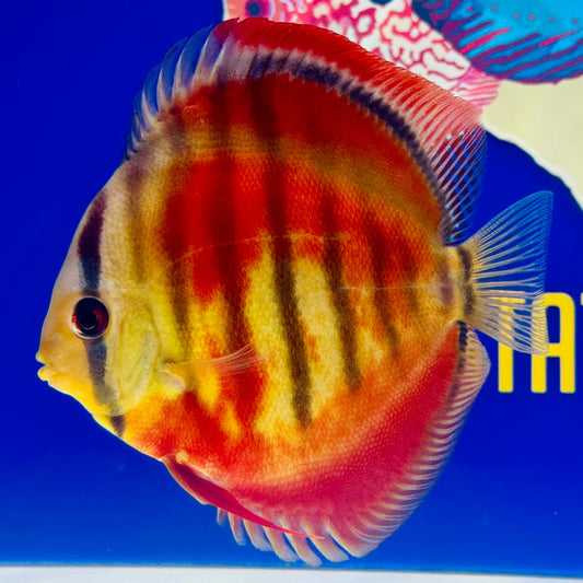 Ica Red Solid KL Discus 5-5.5” (WYSIWYG)