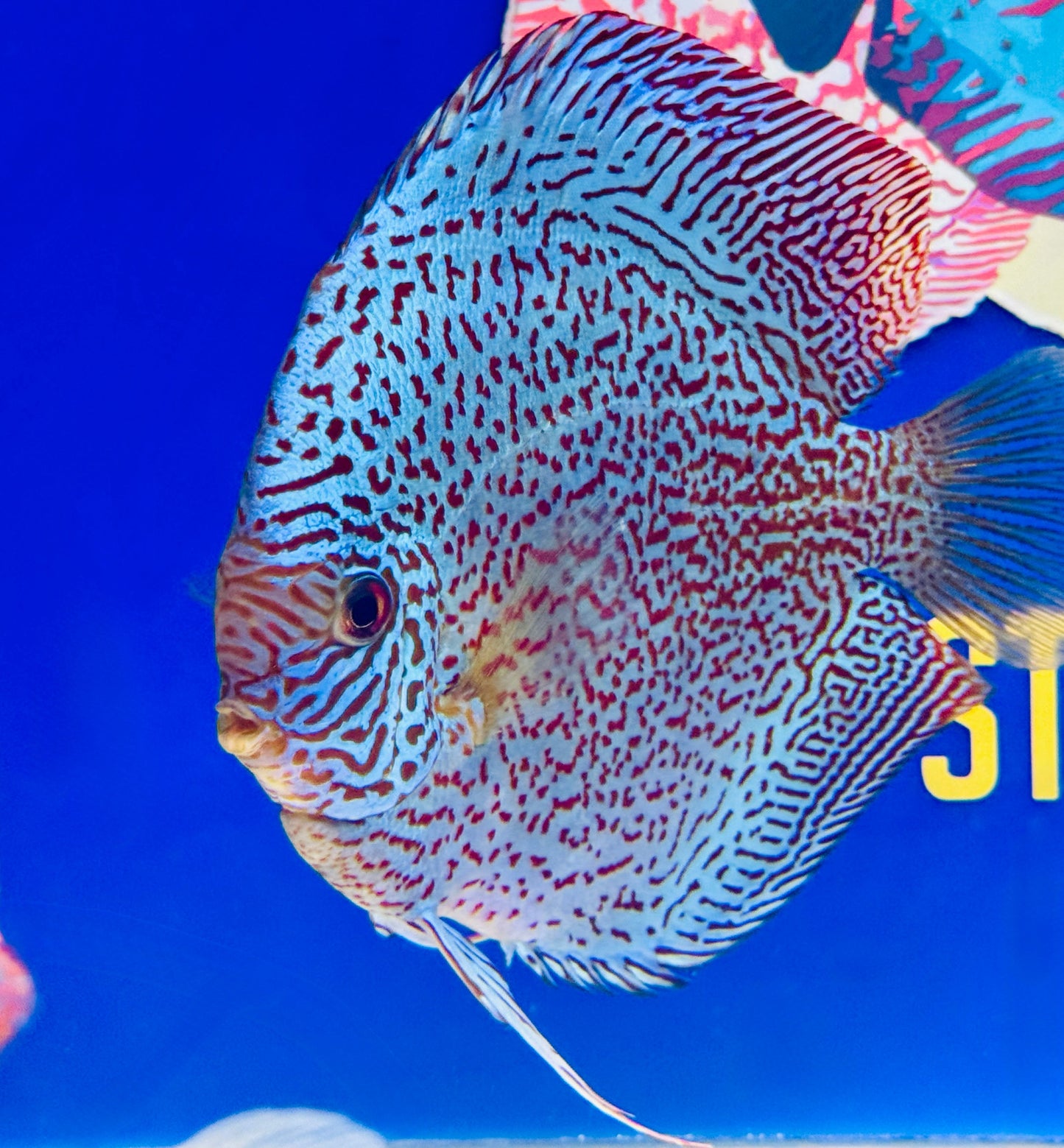 Viper King Discus Jumbo Premium 6.5-7"