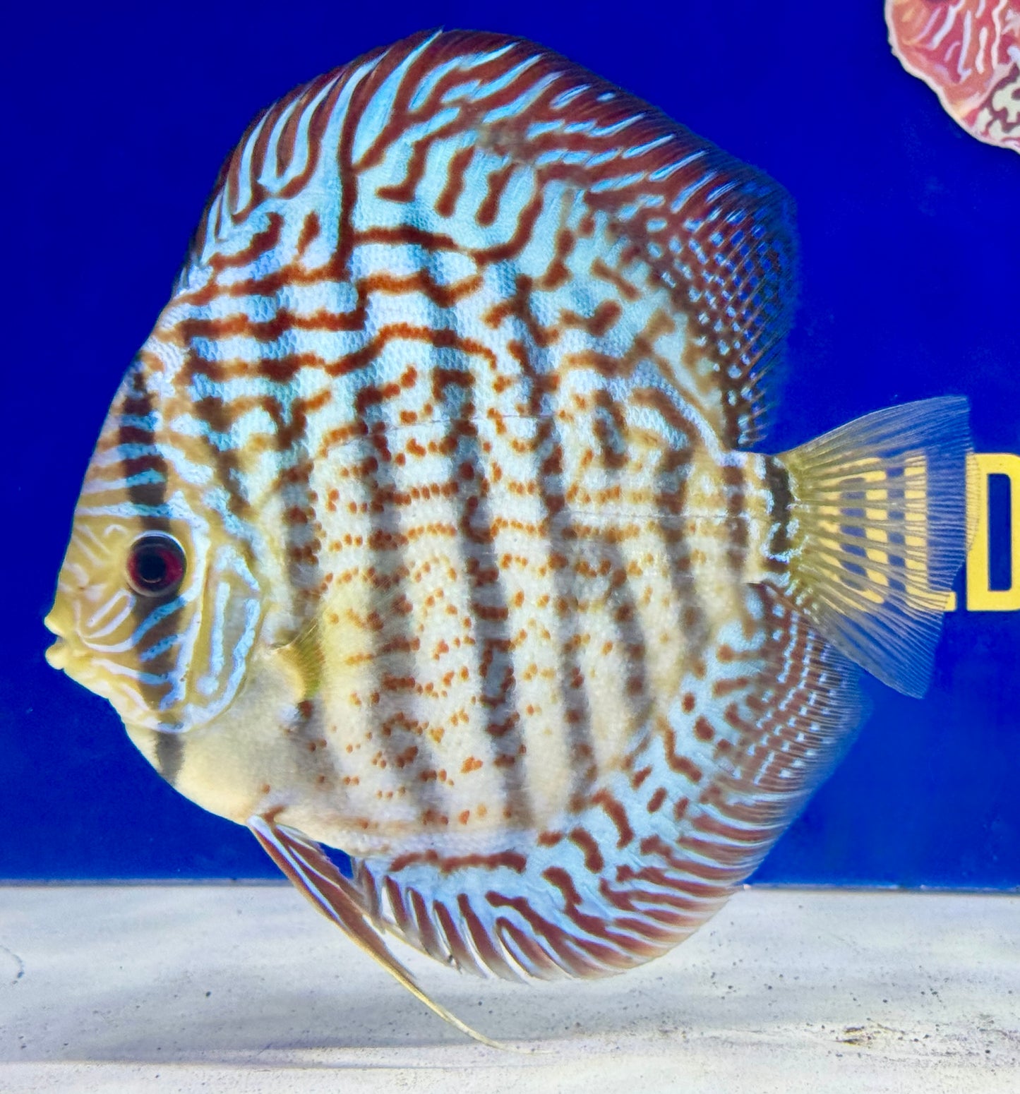 Red Spotted Kl Discus premium 6-6.5”  (WYSIWYG)