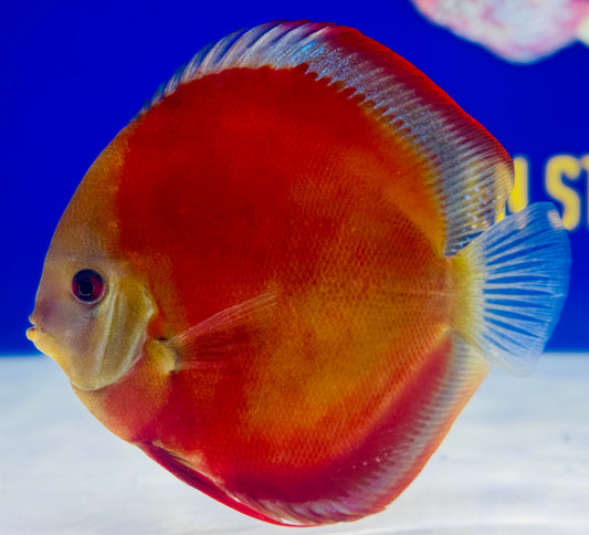 Red Cover Discus Premium 6-6.5” (WYSIWYG)