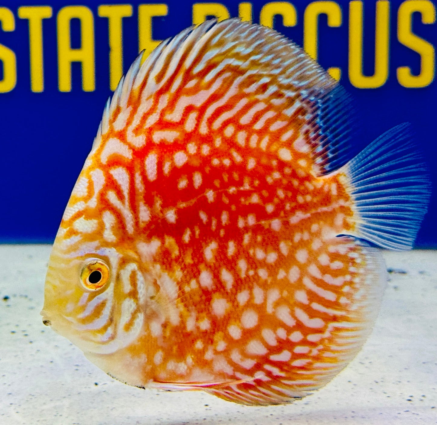 White Pigeon Checkerboard Discus 4-4.5"