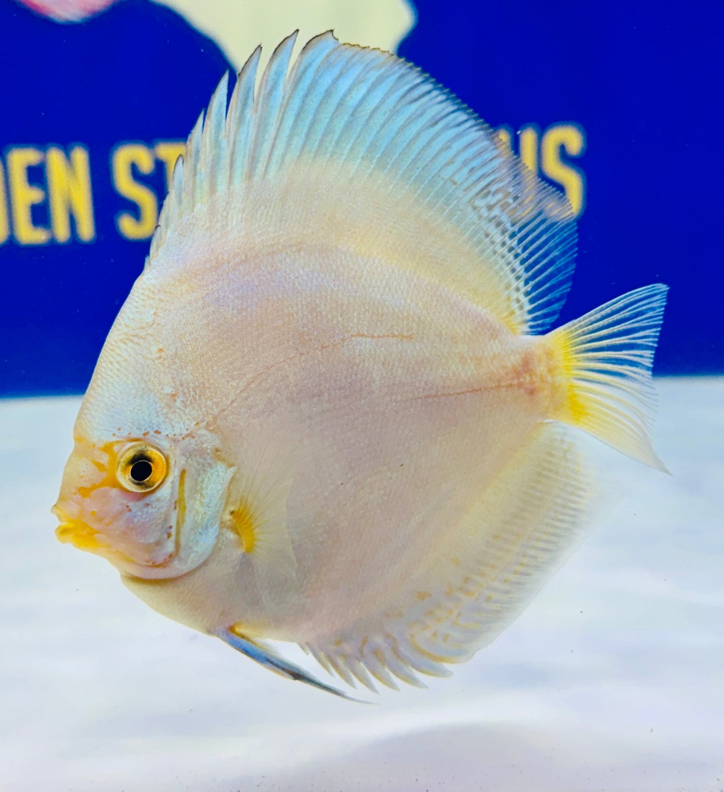 Reflection Deep Discus 4-4.5"