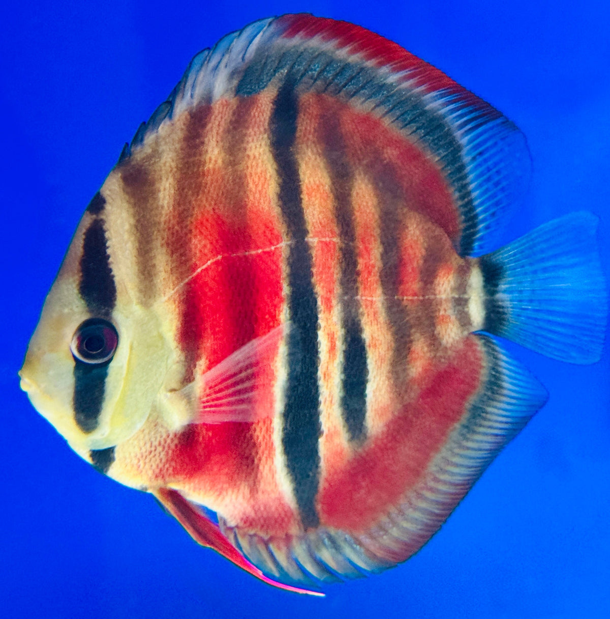 Ica Red Solid KL Discus 4.5-5"