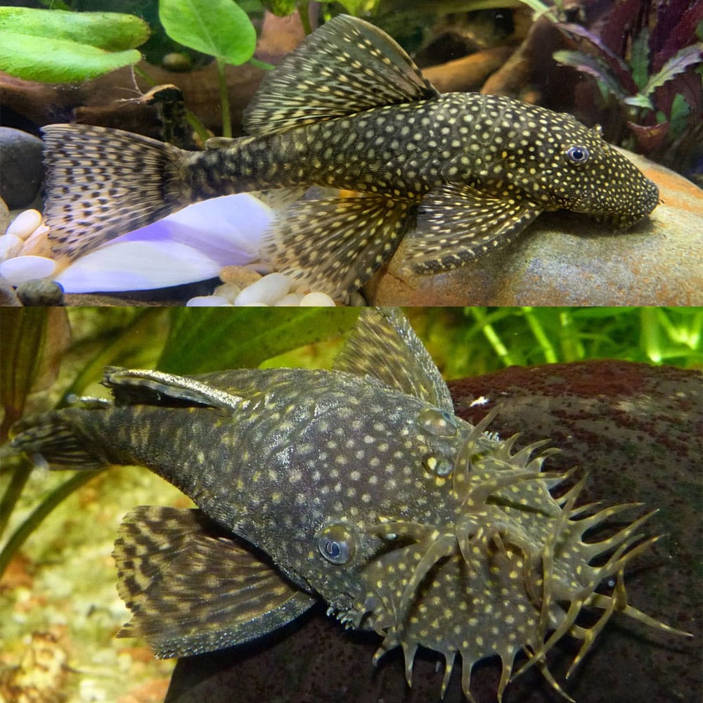 BUSHYNOSE PLECO - LG