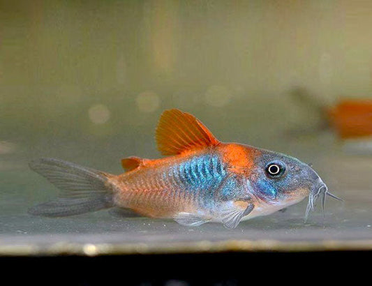 Red Sailfin Venezuelan Corydoras Catfish
