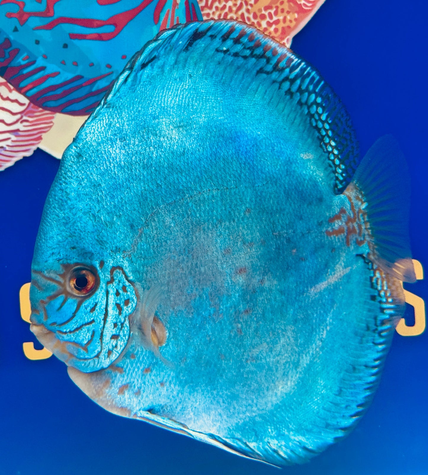 Reflection Deep Discus Jumbo Premium 6.5-7"