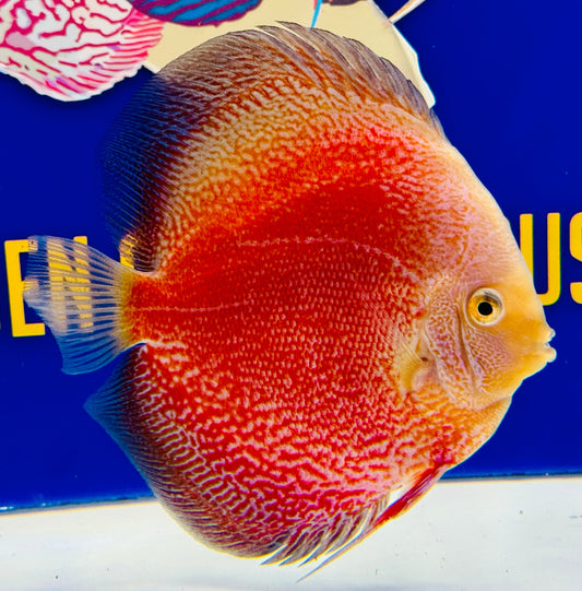 Moonlight Galaxy Premium Discus 6-6.5"