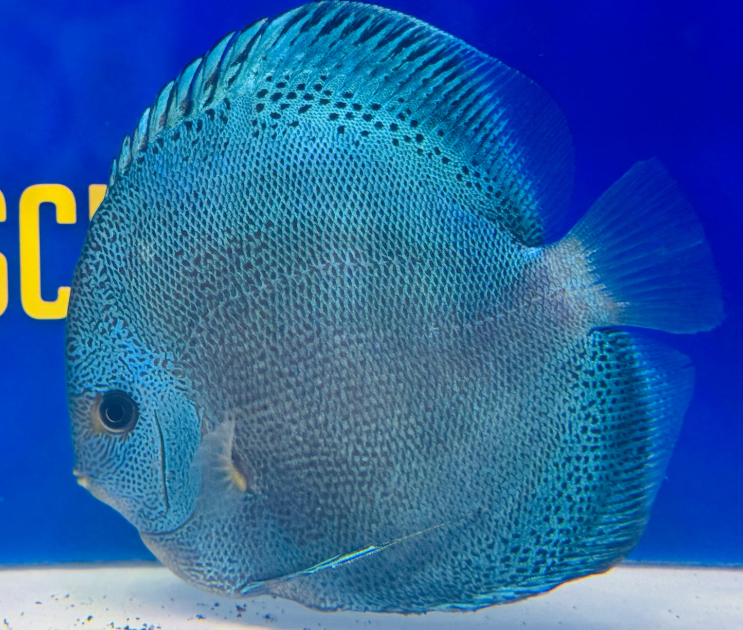 Dragon Snakeskin Premium Discus 6-6.5"
