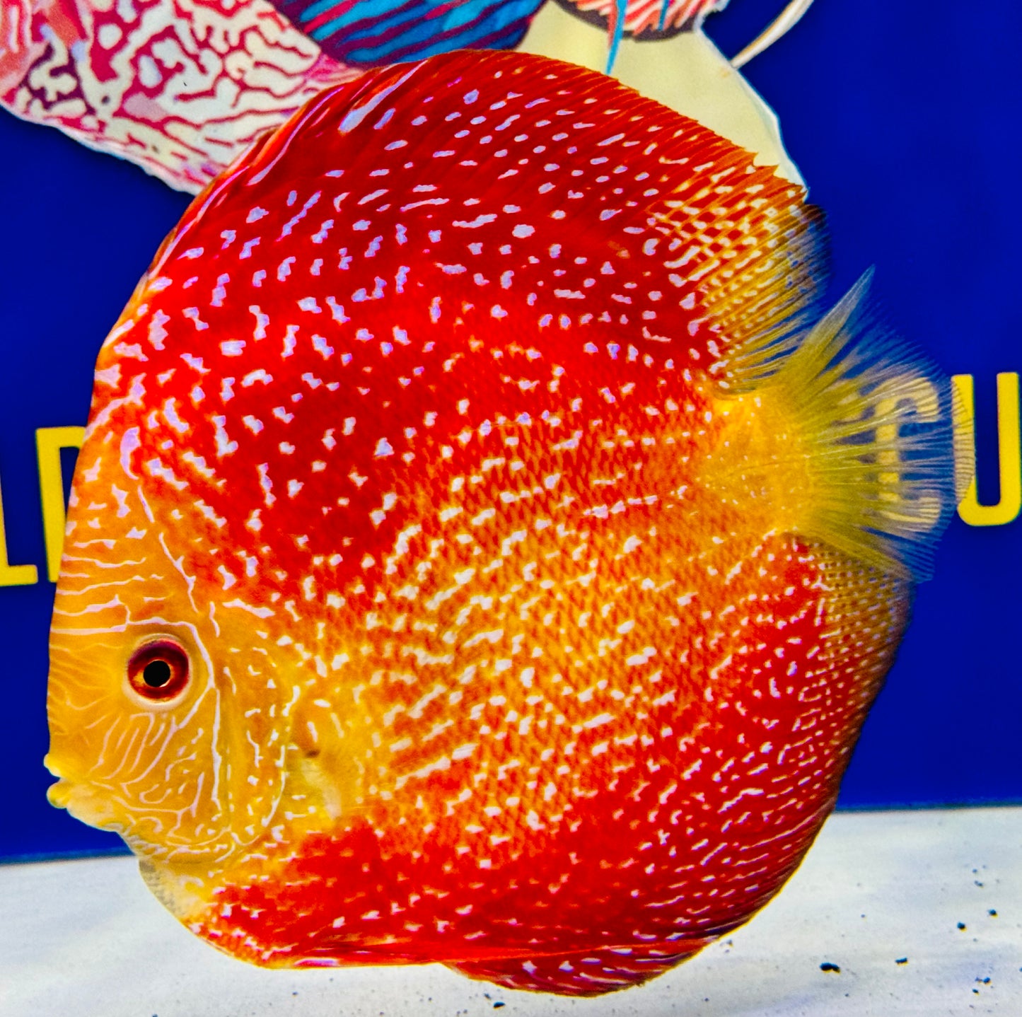 Pigeon Scarlet Snake Jumbo Premium 6.5-7.5” (WYSIWYG)