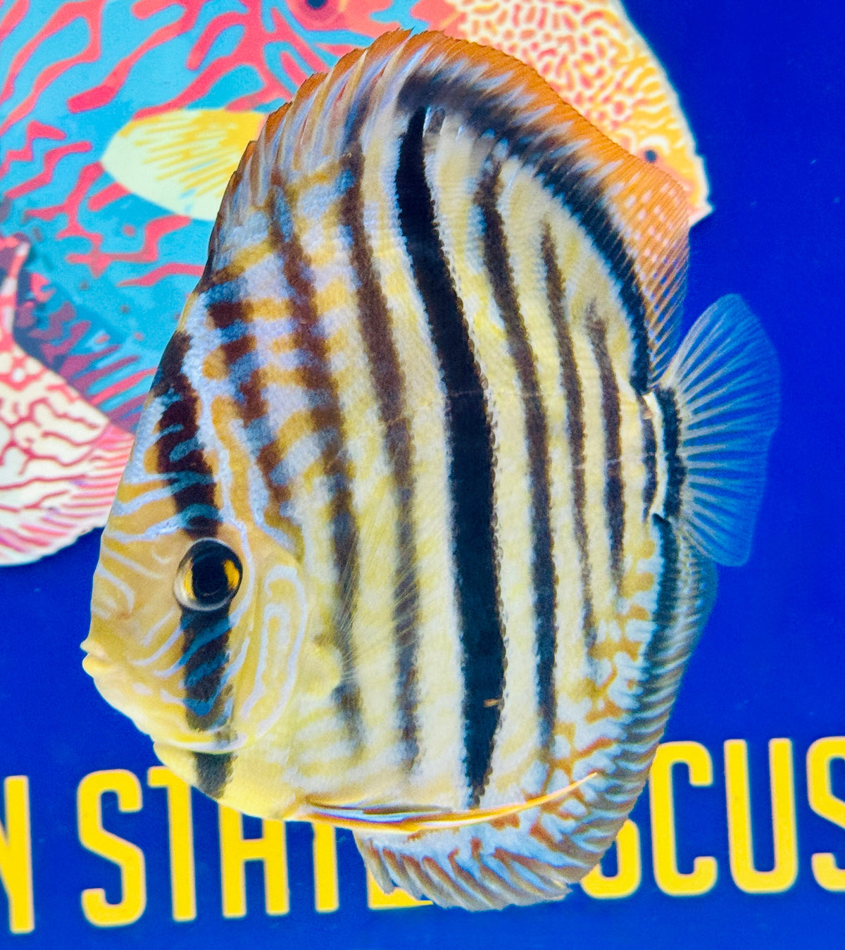 Blue Moon Heckle Cross Premium Kl Discus 6-6.5"
