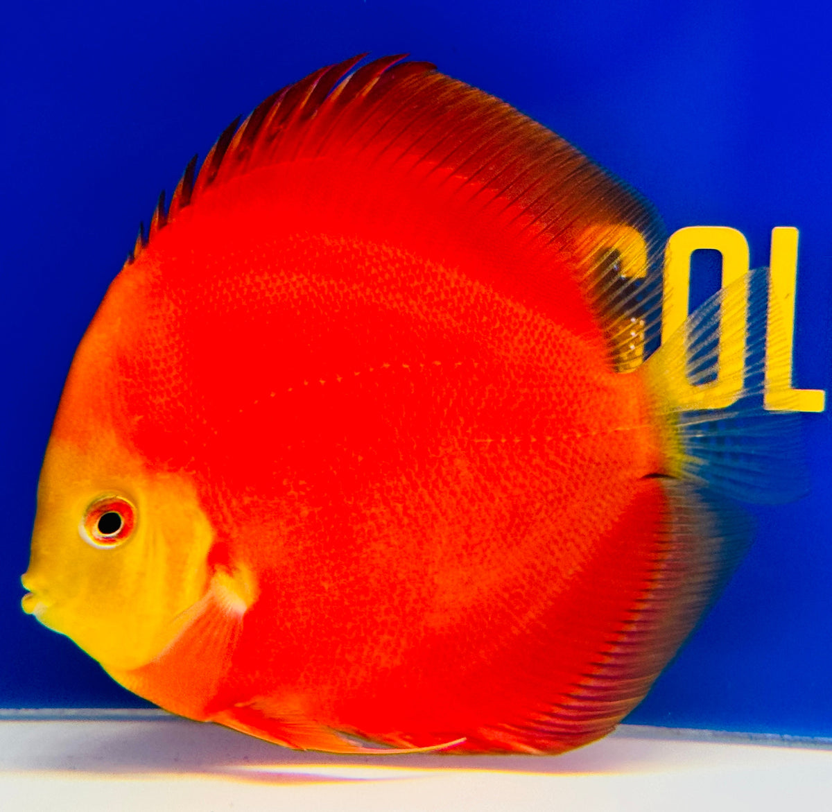 Melon Discus 5-5.5"
