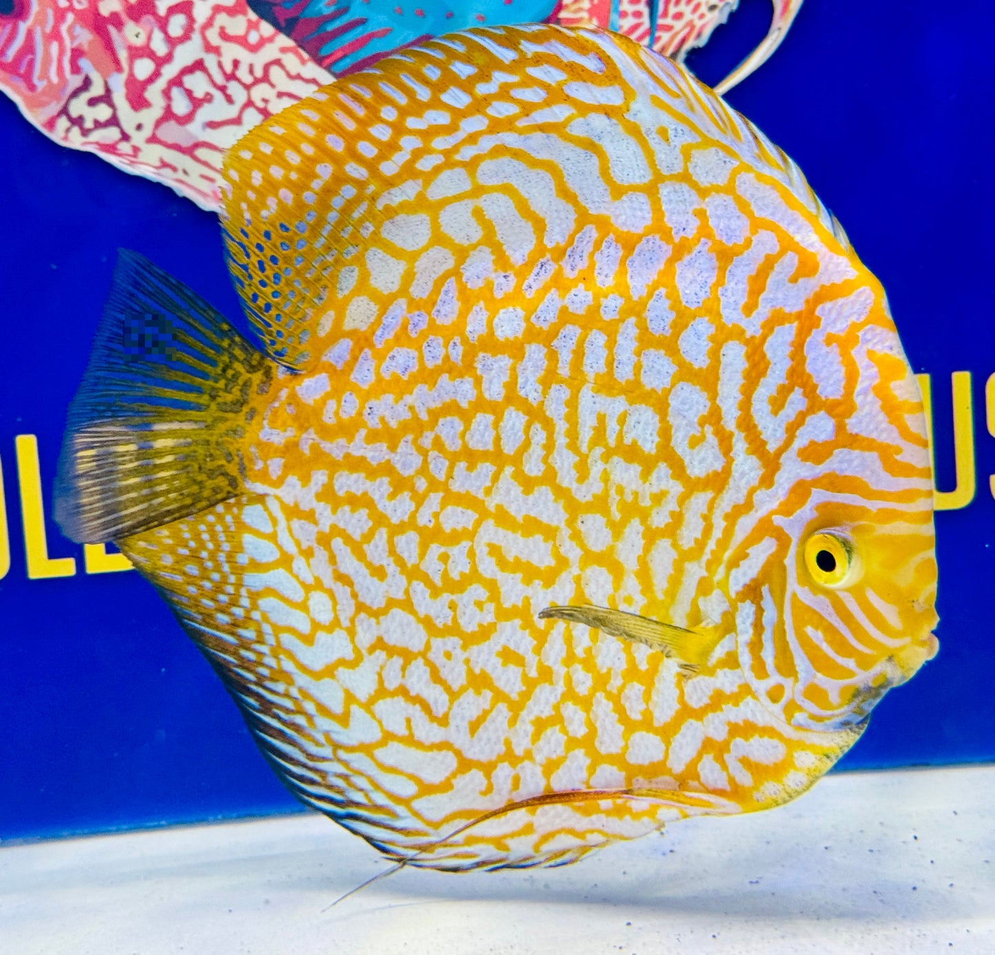 Yellow Pigeon Checkerboard Jumbo Premium 6.5-7” (WYSIWYG)