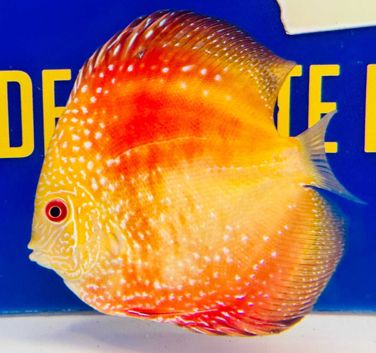 Pigeon Scarlet Snake Discus 4.5-5"