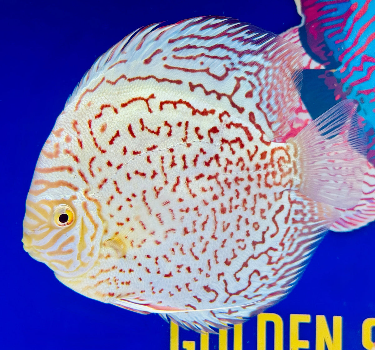 Albino Leopard Premium Discus 6-6.5"