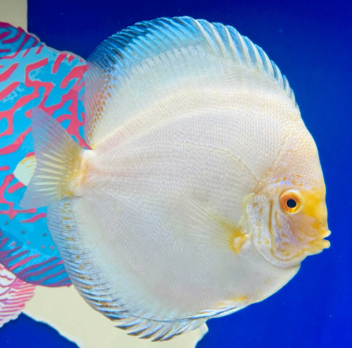 White Butterfly Discus 5-5.5"