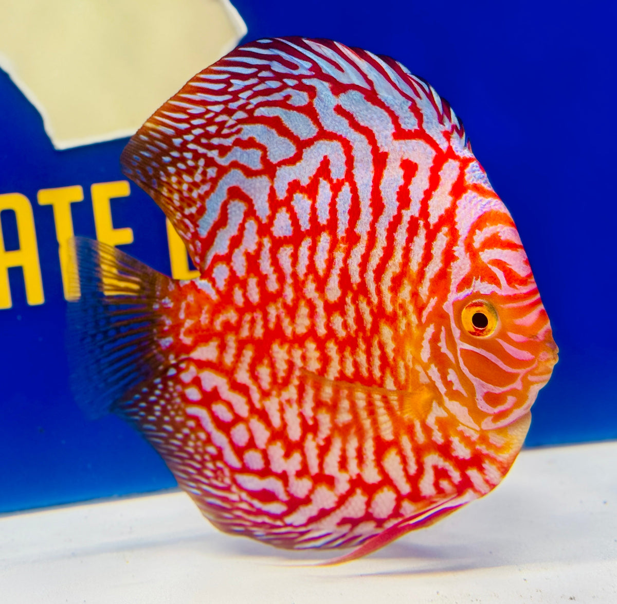 Majestic Pigeon Checkerboard Discus 5-5.5"
