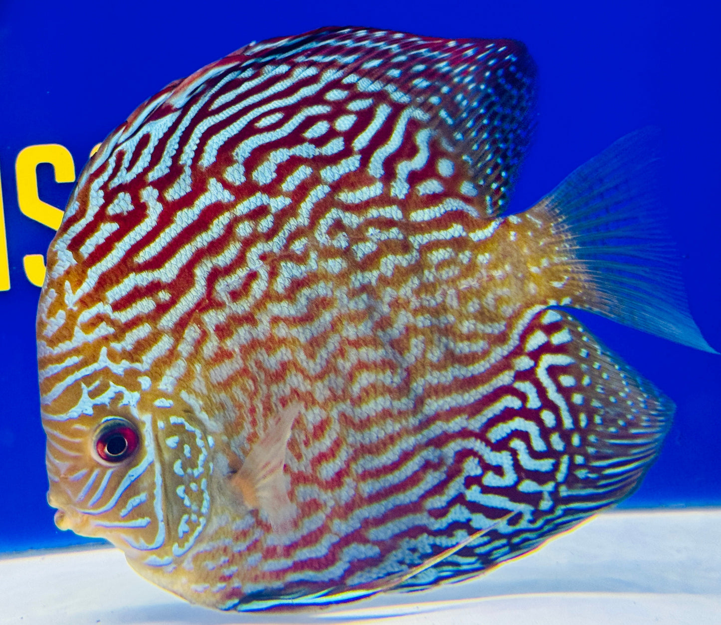 Altum Carnation Discus 5-5.5"