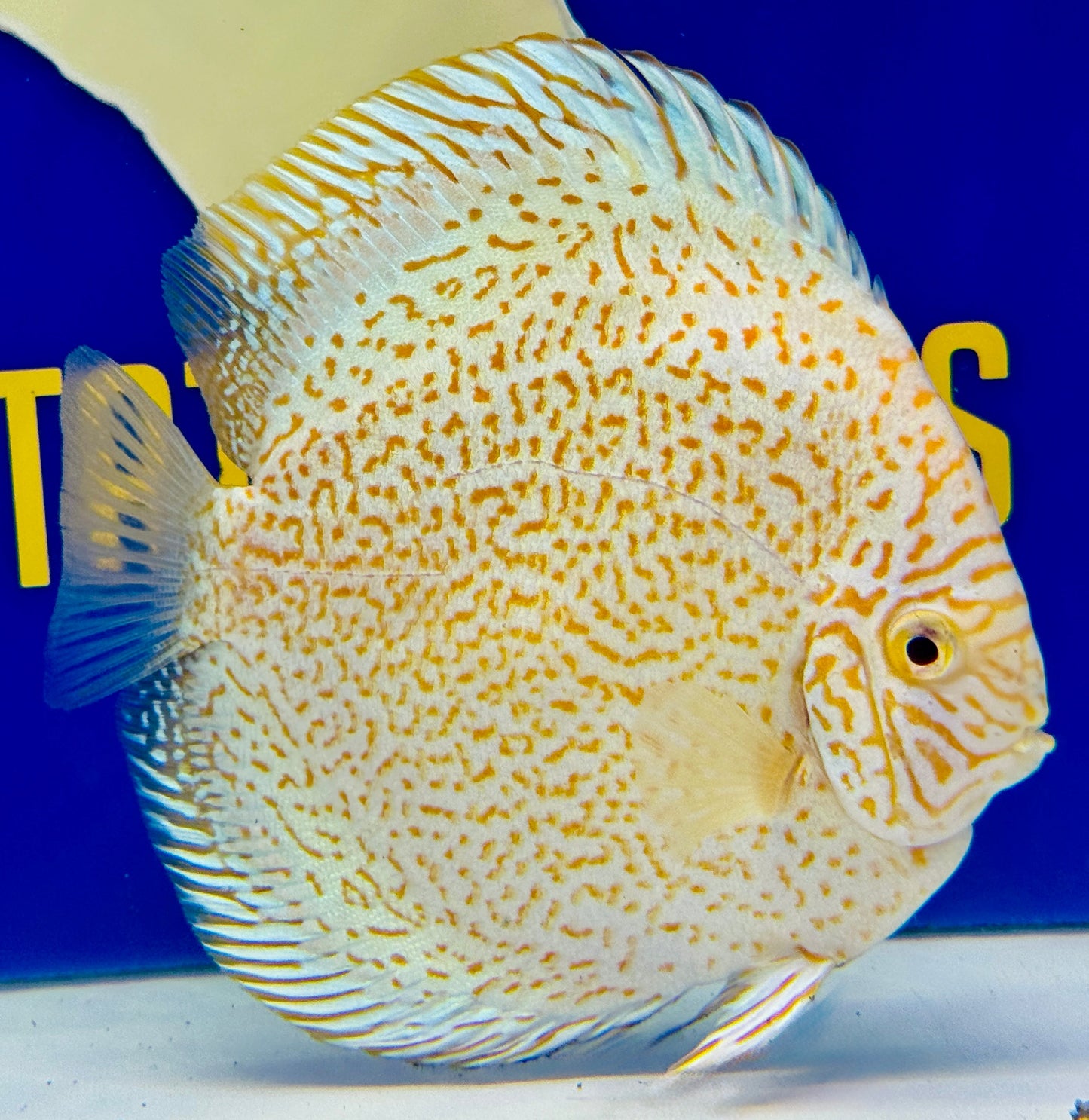 Albino Viper King Discus 5-5.5"