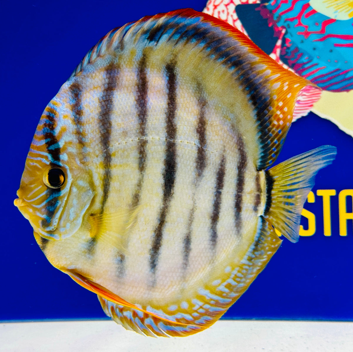 Trombeta Heckel Cross KL Extra Jumbo Premium Discus 7-8"