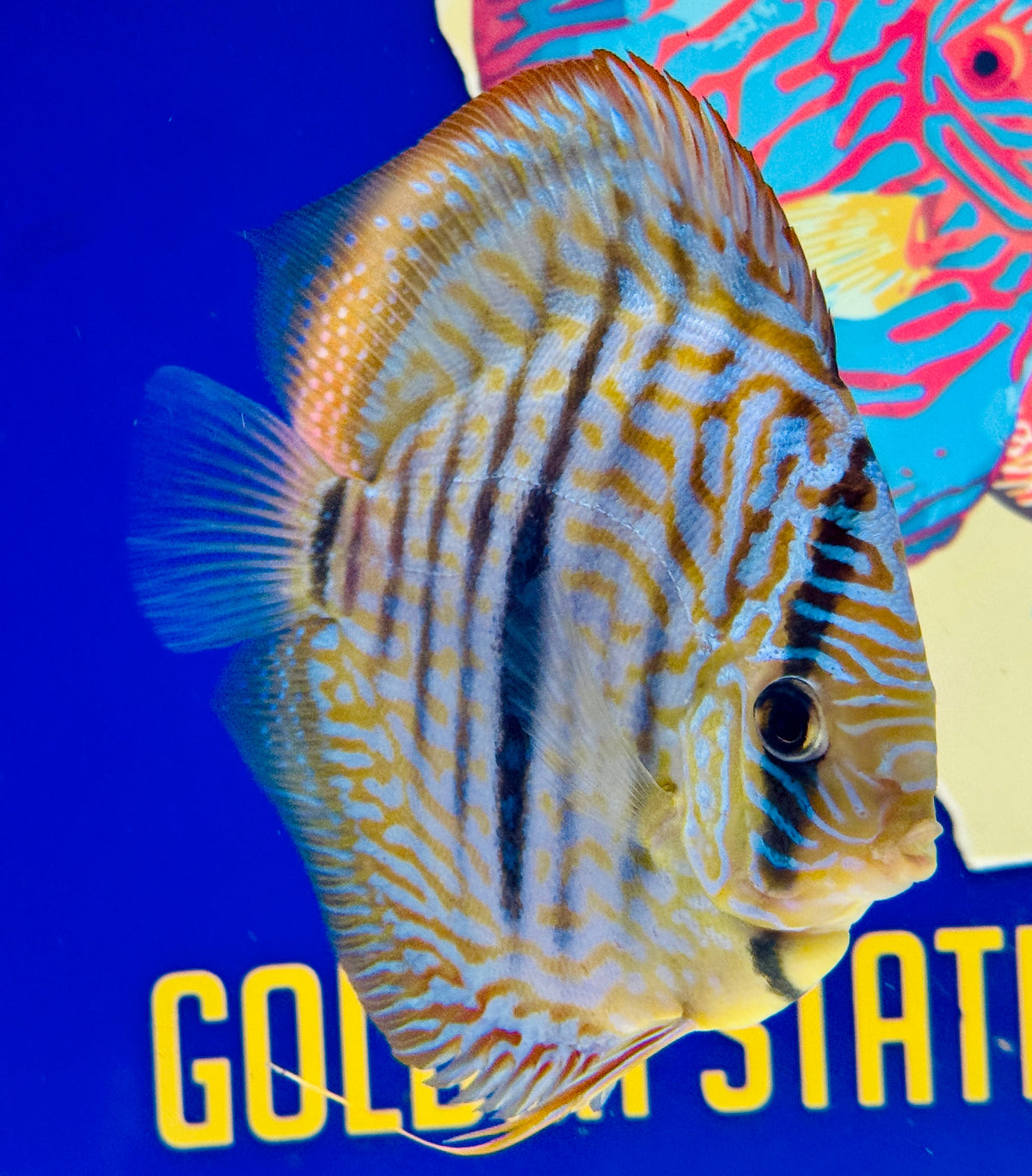 Blue Moon Heckle Cross Premium Kl Discus 6-6.5"