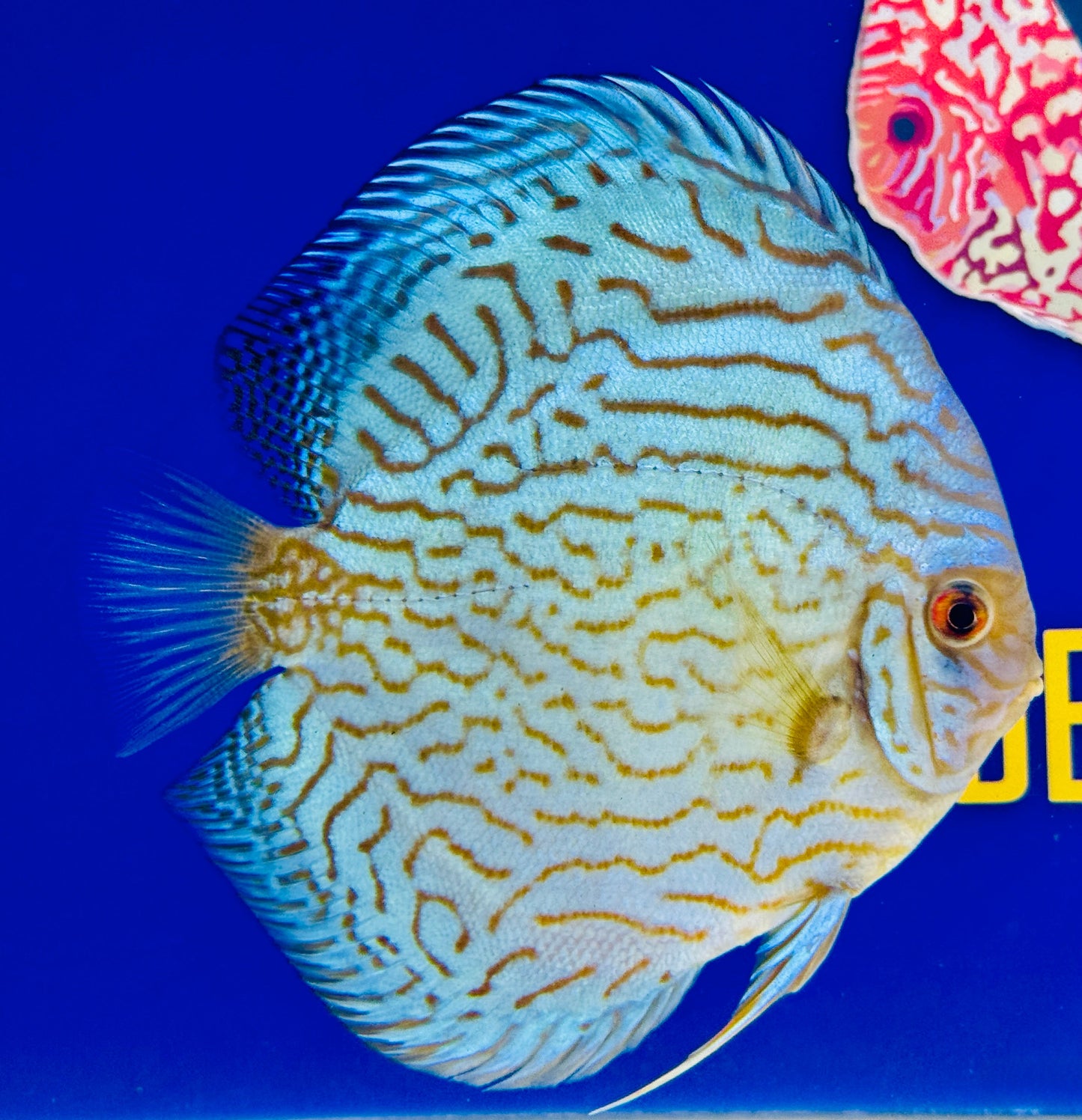 Giant Floral Premium Discus 6-6.5” (WYSIWYG)