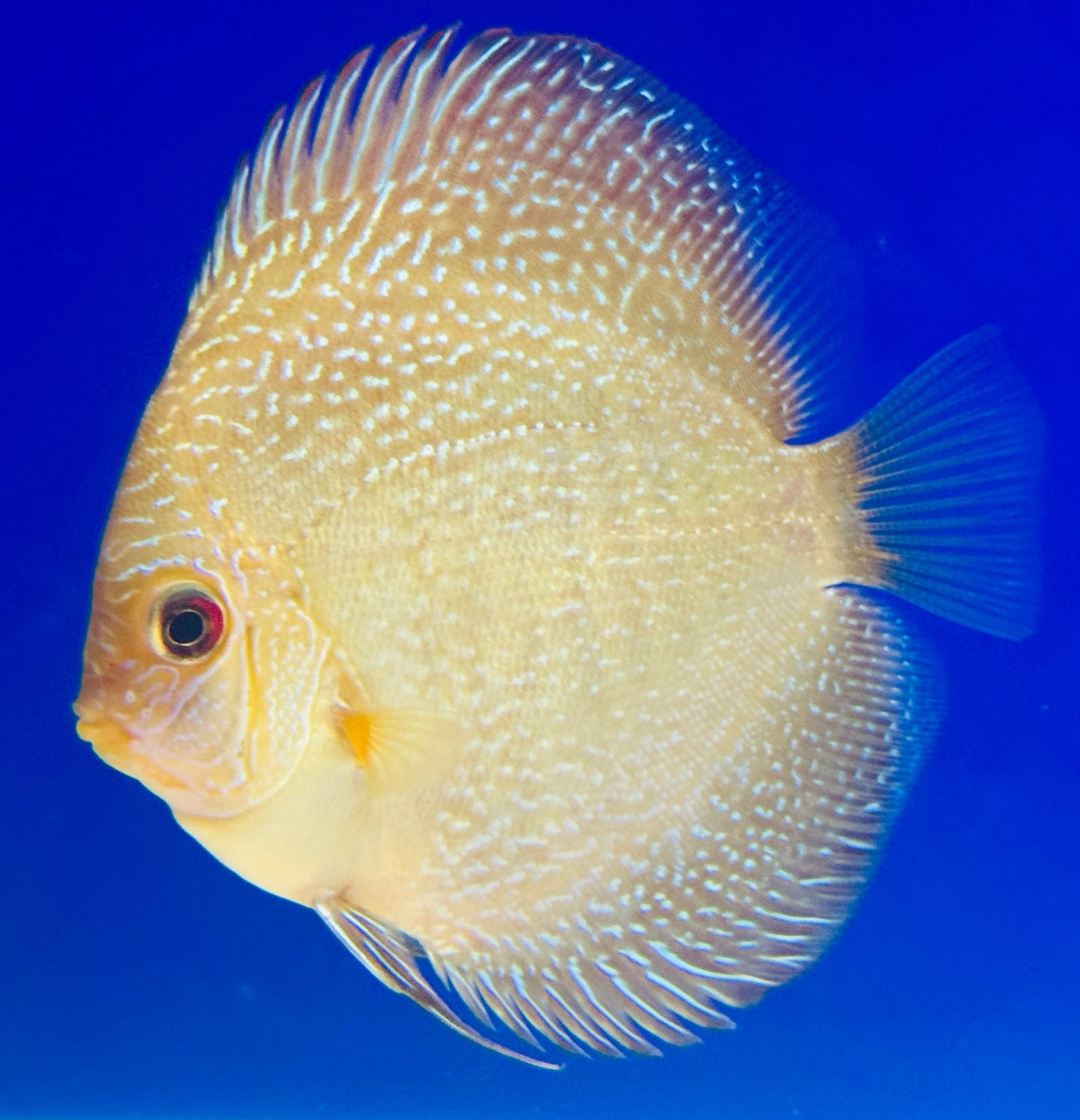 Red Scarlet Snakeskin Discus 4-4.5"