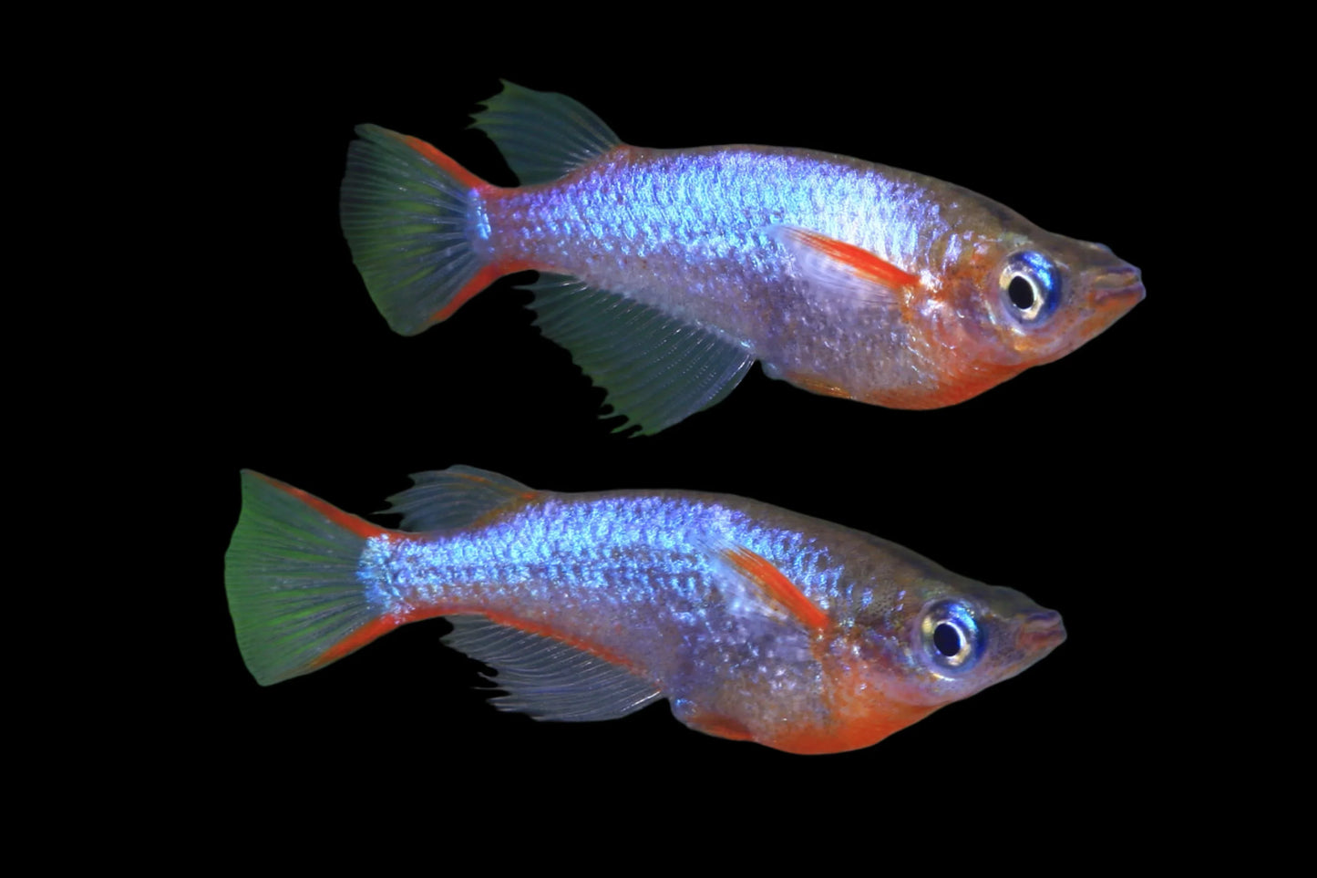 Daisy's Blue Rice Killifish