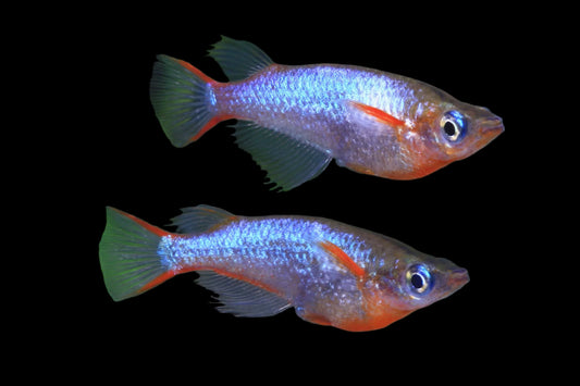 Daisy'S Blue Rice Killifish