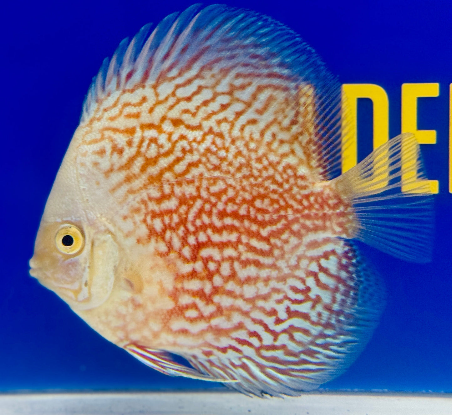 White Pigeon Checkerboard Discus 4-4.5"