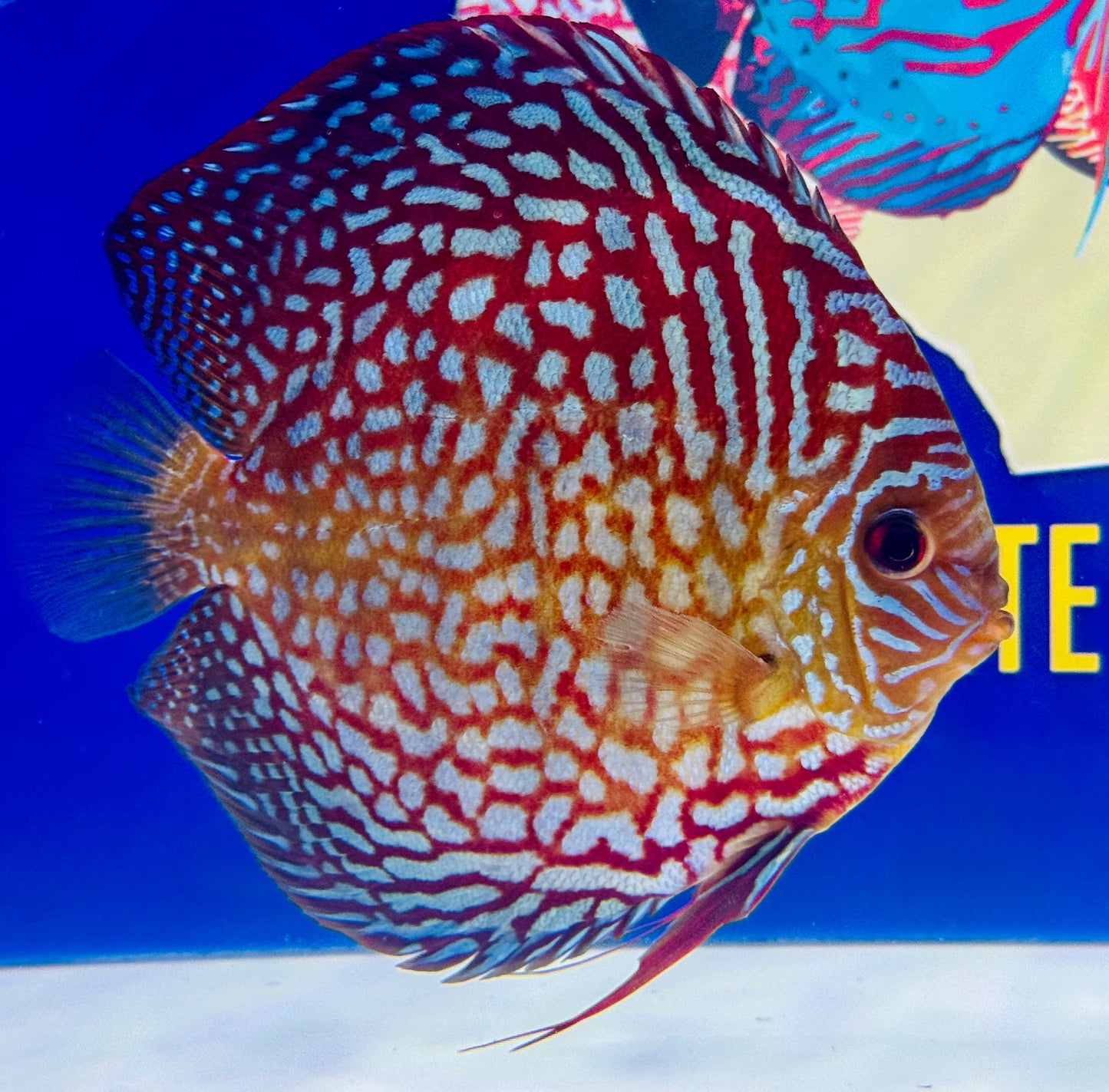 Starlight Galaxy Jumbo Premium Discus 6.5-7"