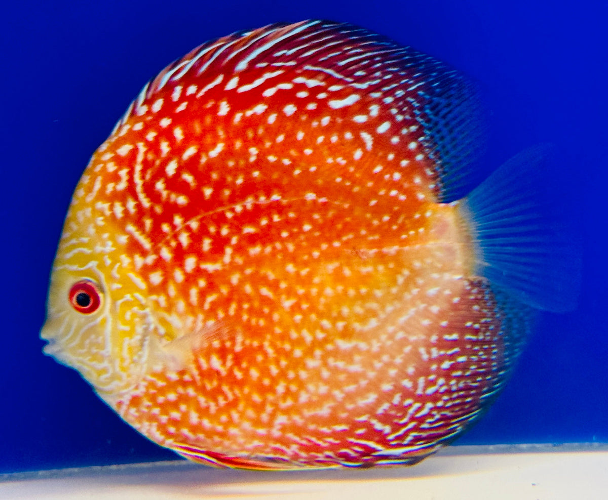 Pigeon Scarlet Snake Discus 4.5-5"