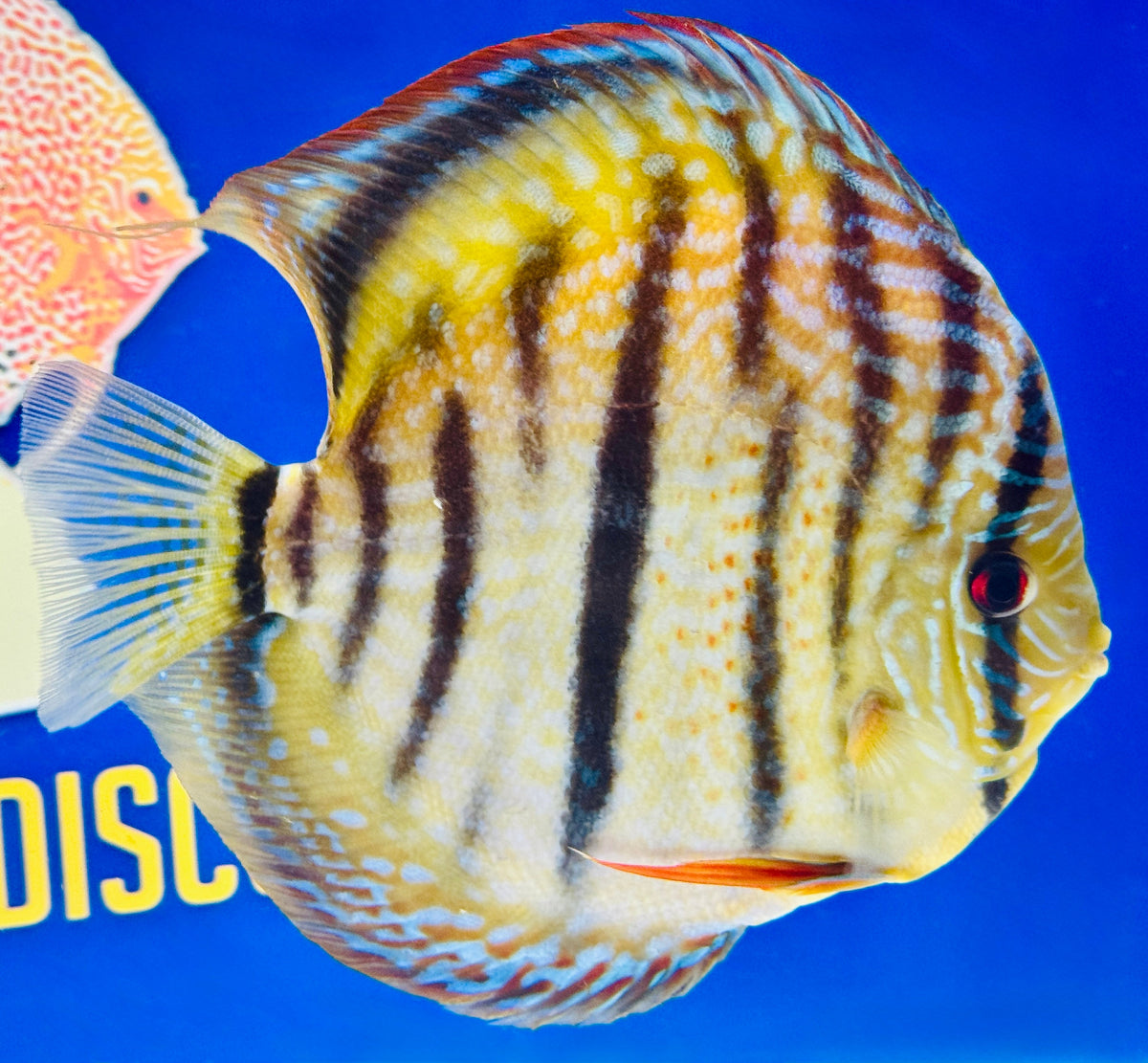 Trombeta Heckel Cross KL Extra Jumbo Premium Discus 7-8"