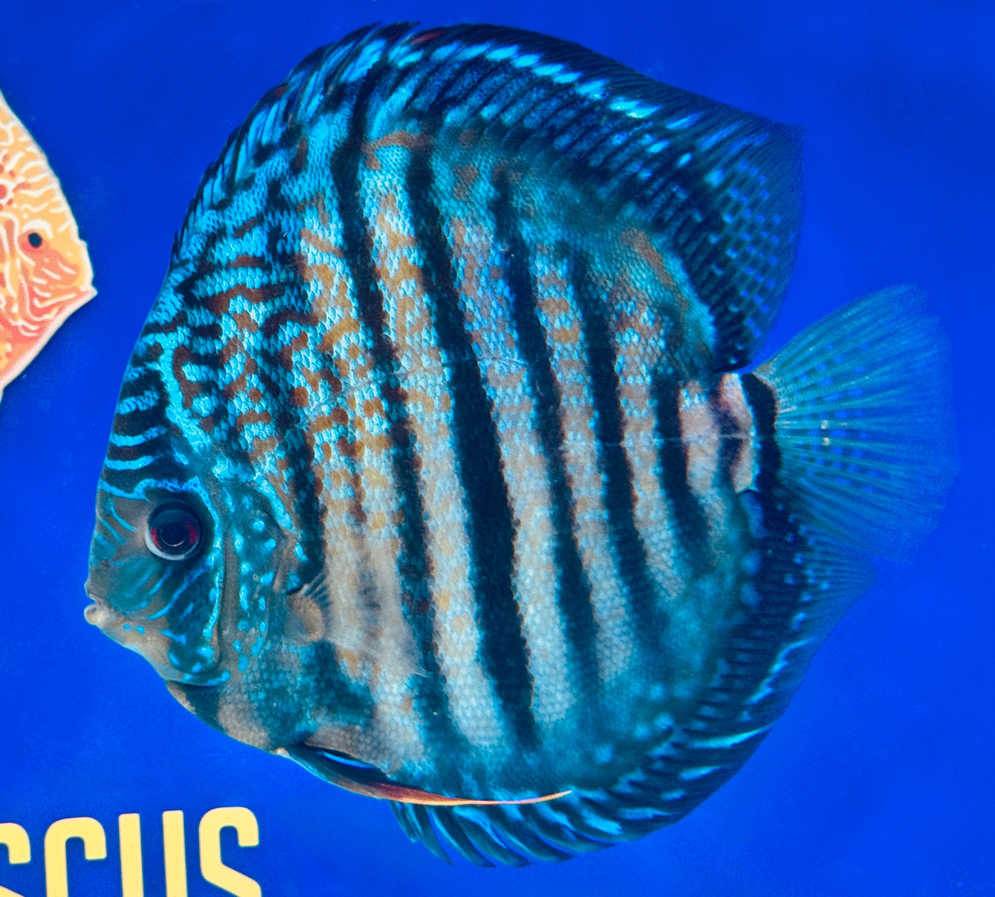 Royal Solid Blue Heckel Cross Jumbo Premium Discus 6.5-7"