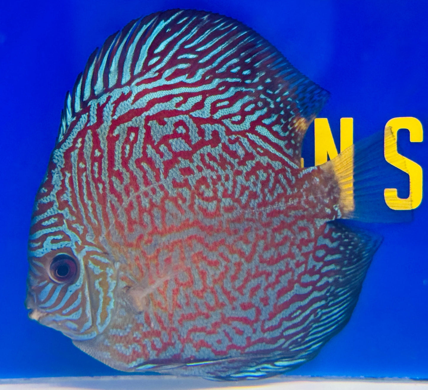 Indiana Tiger Discus 5-5.5"