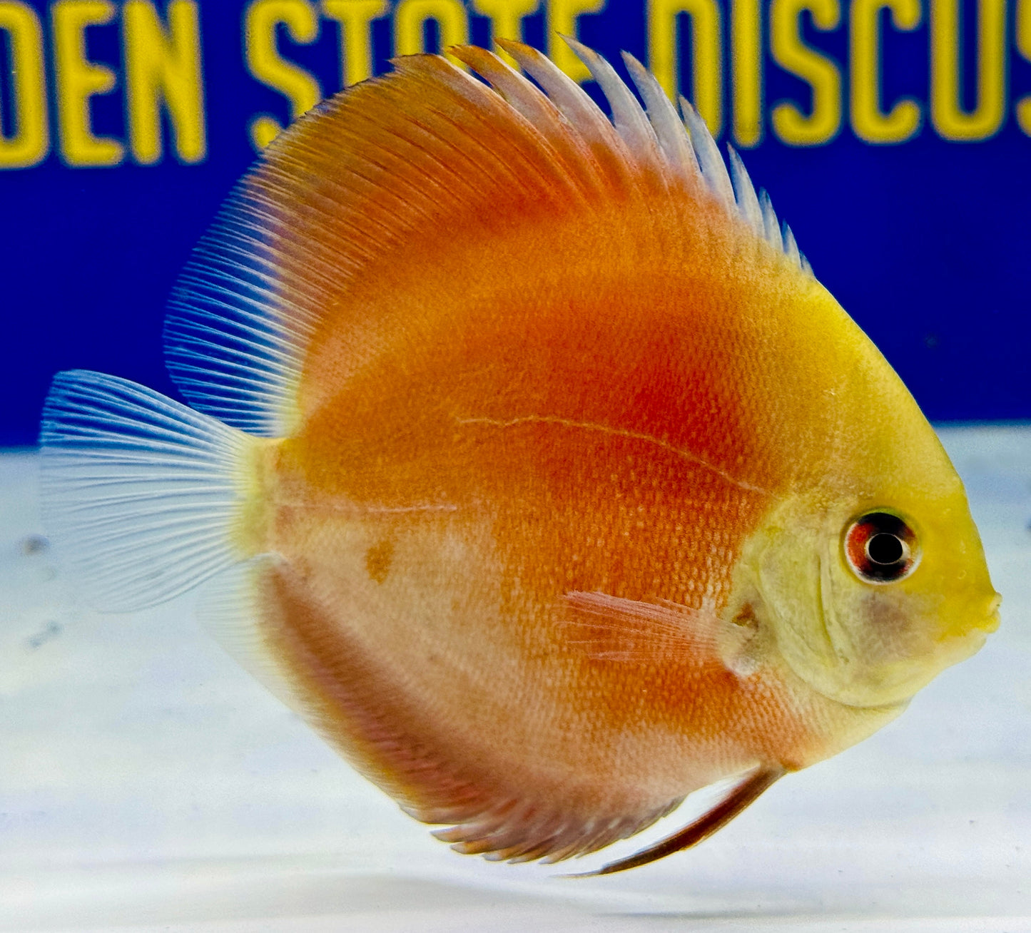 Red Cover Discus 3-3.5"